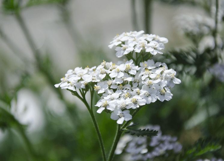 Yarrow: Legends, Mythology, and&nbsp;History